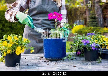 femme plantant la fleur de géranium en pot sur la table. plantes de jardin d'été Banque D'Images