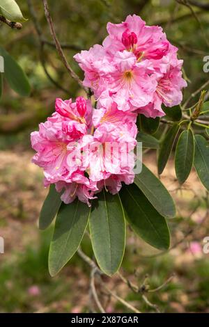 Gros plan d'un Rhododendron rose fleurissant au printemps à Bowood Woodland Garden, Calne, Wiltshire, Angleterre, Royaume-Uni Banque D'Images