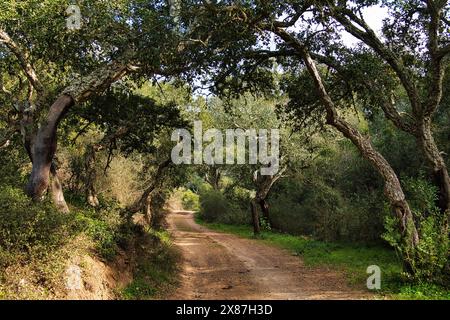 Une route de campagne serpente à travers une forêt de vieux chênes-lièges, près de Bordeira, Algarve, Portugal Banque D'Images