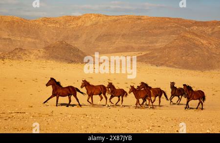 Namibie, chevaux sauvages dans le désert de Namib Banque D'Images