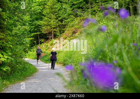 Femme senior avec homme randonnée sur le sentier de randonnée au milieu des plantes vertes et des arbres Banque D'Images