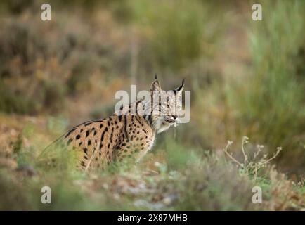 Espagne, Castille la Manche, Portrait de lynx ibérique femelle (Lynx pardinus) assis à l'extérieur Banque D'Images