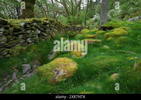 Ce vieux mur de pierre sèche se trouve dans la forêt tropicale celtique dans la vallée de Nant Gwynant à Snowdonia, au nord du pays de Galles. Banque D'Images