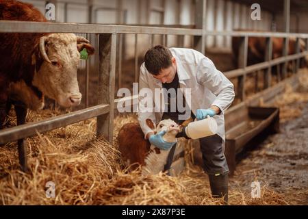 Vétérinaire nourrir le lait au veau avec biberon à la ferme Banque D'Images