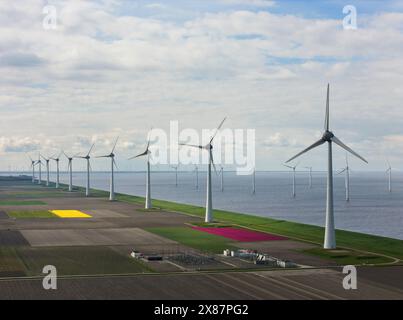 Éoliennes avec champs de tulipes près de la mer Banque D'Images