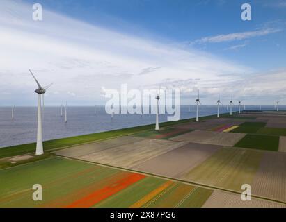 Champs de fleurs de tulipe avec éoliennes sous ciel nuageux Banque D'Images