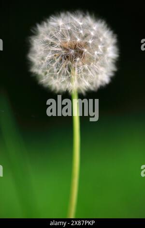Close-up of dandelion seed head Banque D'Images