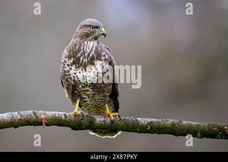 Portrait de Buzzard eurasien (Buteo buteo) perché sur une branche d'arbre Banque D'Images