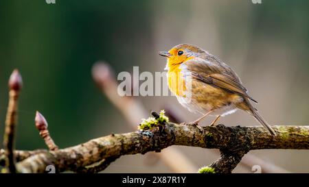 Portrait de robin (Erithacus rubecula) perché sur la branche Banque D'Images