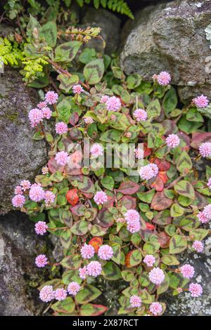 Biscoitos, Terceira, Açores, Portugal. Fleurs sauvages poussant sur un mur de pierre. Banque D'Images