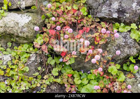 Biscoitos, Terceira, Açores, Portugal. Fleurs sauvages poussant sur un mur de pierre. Banque D'Images