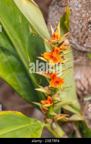 Biscoitos, Terceira, Açores, Portugal. Fleurs sauvages poussant sur un mur de pierre. Banque D'Images