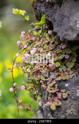 Biscoitos, Terceira, Açores, Portugal. Fleurs sauvages poussant sur un mur de pierre. Banque D'Images