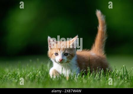 Mignon bébé jaune et blanc tabby chaton courir à travers l'herbe verte dans un tard en été Banque D'Images