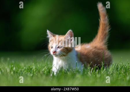 Mignon bébé jaune et blanc tabby chaton courir à travers l'herbe verte dans un tard en été Banque D'Images