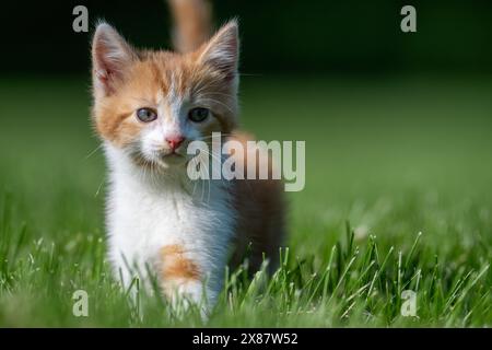 Mignon bébé jaune et blanc tabby chaton courir à travers l'herbe verte dans un tard en été Banque D'Images