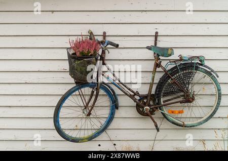 Un vélo rouillé vintage avec un panier de fleurs roses monté sur un mur de bois blanc, capturant une scène rustique et nostalgique. Banque D'Images