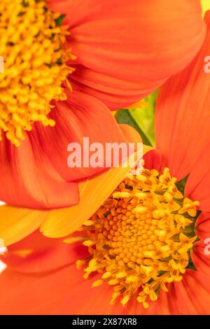 Gros plan de deux fleurs de tournesol mexicaines, leurs pétales se recourbant l'un sur l'autre. Banque D'Images