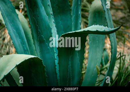 Belles feuilles géantes d'agave bleu-vert avec des épines et des pickles. Fonds et textures des asperges. Plantes exotiques du Mexique utilisées en pharmacologie, Banque D'Images