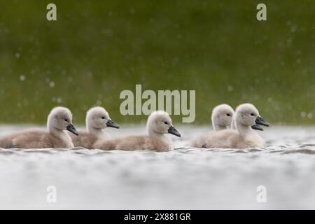 Cygnets profitant des eaux de crue de mai. Banque D'Images