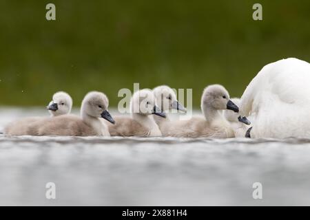 Cygnets profitant des eaux de crue de mai. Banque D'Images