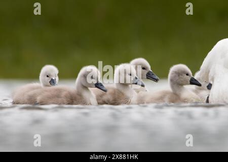 Cygnets profitant des eaux de crue de mai. Banque D'Images