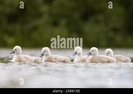 Cygnets profitant des eaux de crue de mai. Banque D'Images