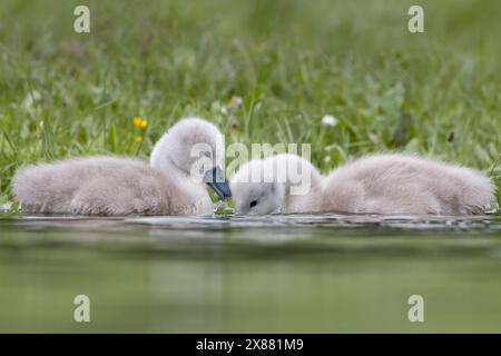 Cygnets profitant des eaux de crue de mai. Banque D'Images