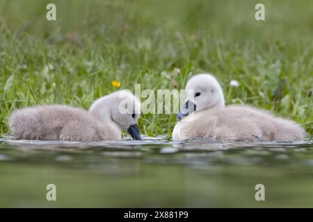 Cygnets profitant des eaux de crue de mai. Banque D'Images