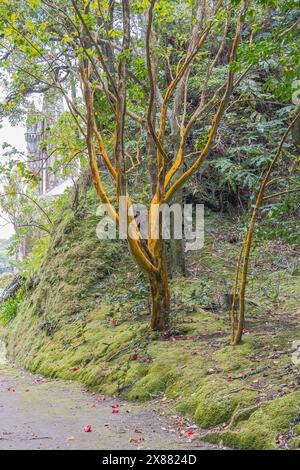 Furnas, Sao Miguel, Açores, Portugal. 5 avril 2022. Arbre dans la forêt sur l'île de Sao Miguel. Banque D'Images