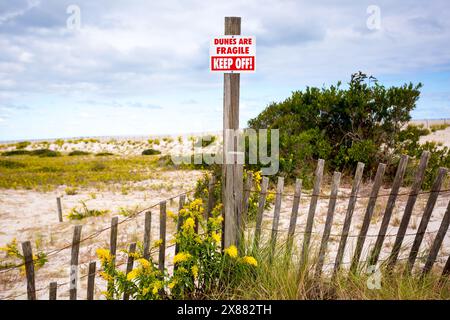 Un panneau Keep Off et une clôture sur les dunes de sable fragiles avec des fleurs de verge d'or à Assateague Island National Seashore, Maryland Banque D'Images