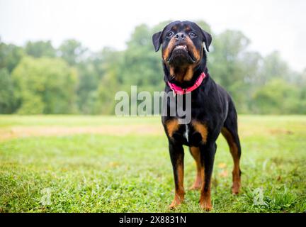 Chien Rottweiler de race pure avec une sous-morsure et ses dents inférieures saillantes Banque D'Images