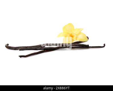 Belle fleur de vanille avec des bâtons isolés sur fond blanc Banque D'Images