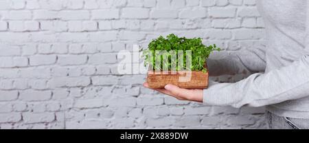 Soins de la nature : femme avec Microgreen Mini-jardin Banque D'Images