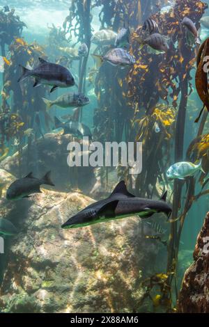 Tacheté Gully Shark aka Sharptooth Houndshark parmi d'autres poissons.. Banque D'Images