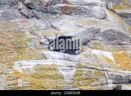 Un adulte et deux Faucons pèlerins au Morro Rock Nest Banque D'Images