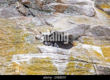 Trois Peregrine Falcon Chicks dans Morro Rock Nest Banque D'Images