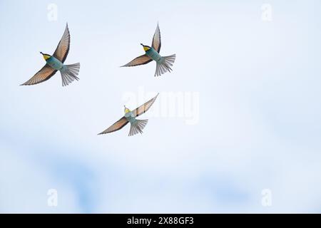 Oiseaux colorés volant dans le ciel. European Bee-Eater, Merops apiaster. Banque D'Images