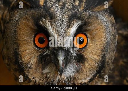 Yeux orange d'un hibou, gros plan. Hibou à longues oreilles, Asio otus. Banque D'Images