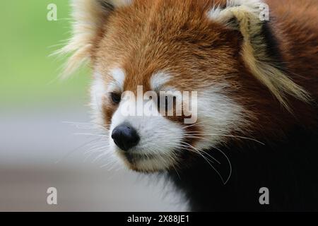 Gros plan du visage d'un panda rouge avec un fond vert flou. Banque D'Images