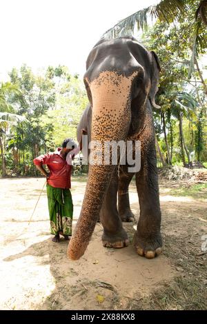 Sri Lanka 10 février 2023. Jeune homme sri-lankais vêtu de vêtements d'été lumineux sourit et se tient près d'un grand palmier sur un chemin de terre à côté de son e Banque D'Images