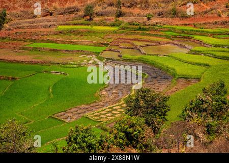 Paysage typique de Madagascar - rizières vertes et jaunes en terrasse sur de petites collines dans la région près de Vohiposa le long de la route principale. herbe verte et och lumineux Banque D'Images