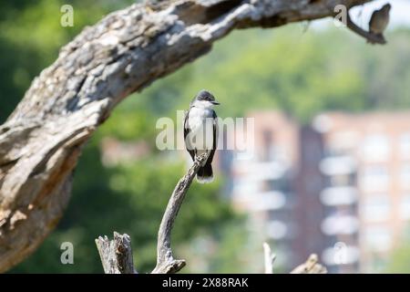 Vue de face d'un Kingbird de l'est avec la tête tournée sur le côté perché sur une branche par une journée ensoleillée Banque D'Images