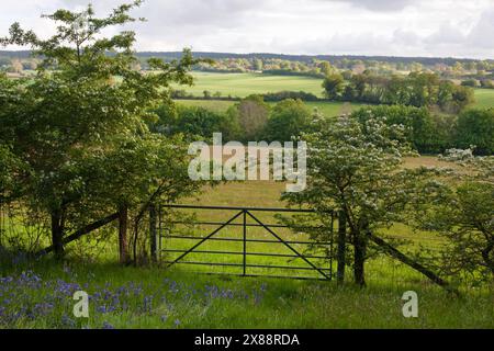 Scène pastorl à travers les collines du Surrey de Upper Shere, NR Guildford, Surrey, Angleterre Banque D'Images