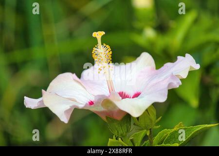 Beau gros plan d'un hibiscus rose pâle. Banque D'Images
