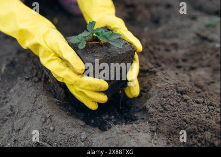 Mains femelles dans un gants jaunes tenant une petite plante de fraise verte, plante un semis de fraise dans le sol au début du printemps Banque D'Images