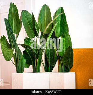 Chambre boho moderne dans un café avec des jardinières blanches rectangulaires avec plusieurs plantes de feuilles de bananier faisant un style de décoration minimaliste et lumineux et propre Banque D'Images