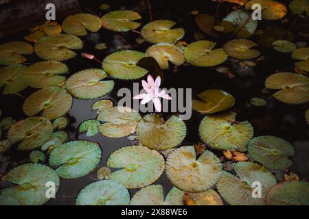 Un nénuphar solitaire se détache dans l'étang serein du jardin botanique de Rio, une oasis naturelle avec une vie vibrante au milieu de la ville animée Banque D'Images