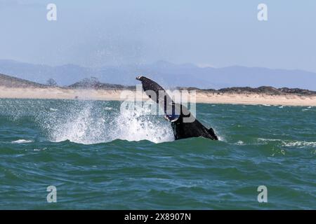 Queue du rorqual à bosse (Megaptera novaeangliae) au-dessus de l'eau lorsqu'il commence à plonger. L'eau s'écoule des flaques. Au large de Monterey, Californie. Banque D'Images