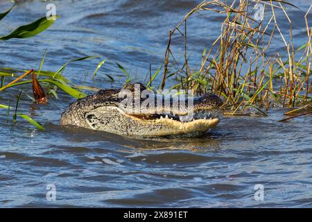 Gros plan de l'alligator américain (Alligator mississippiensis) tête dans l'eau, nageant dans un lac près d'Orlando, Floride. Banque D'Images